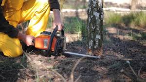 How Our Tree Care Process Works  in Mono Vista, CA